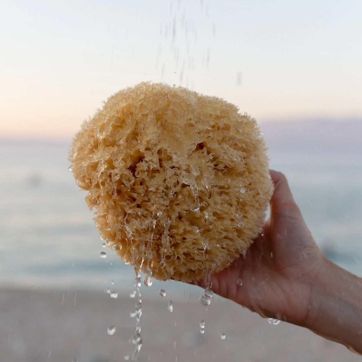Natursvamp från havet